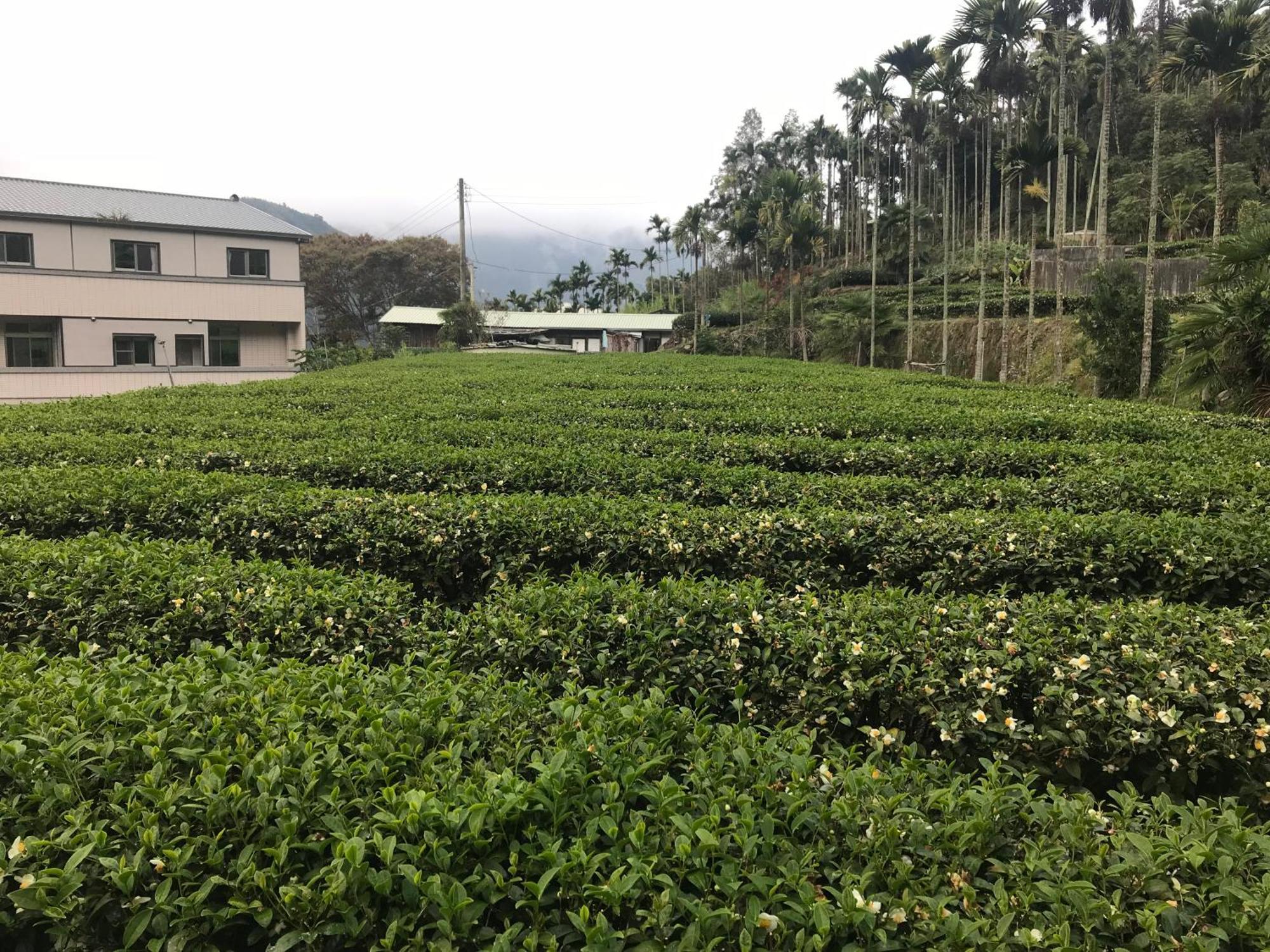 De Ren Tea Gardens Lägenhet Meishan Exteriör bild