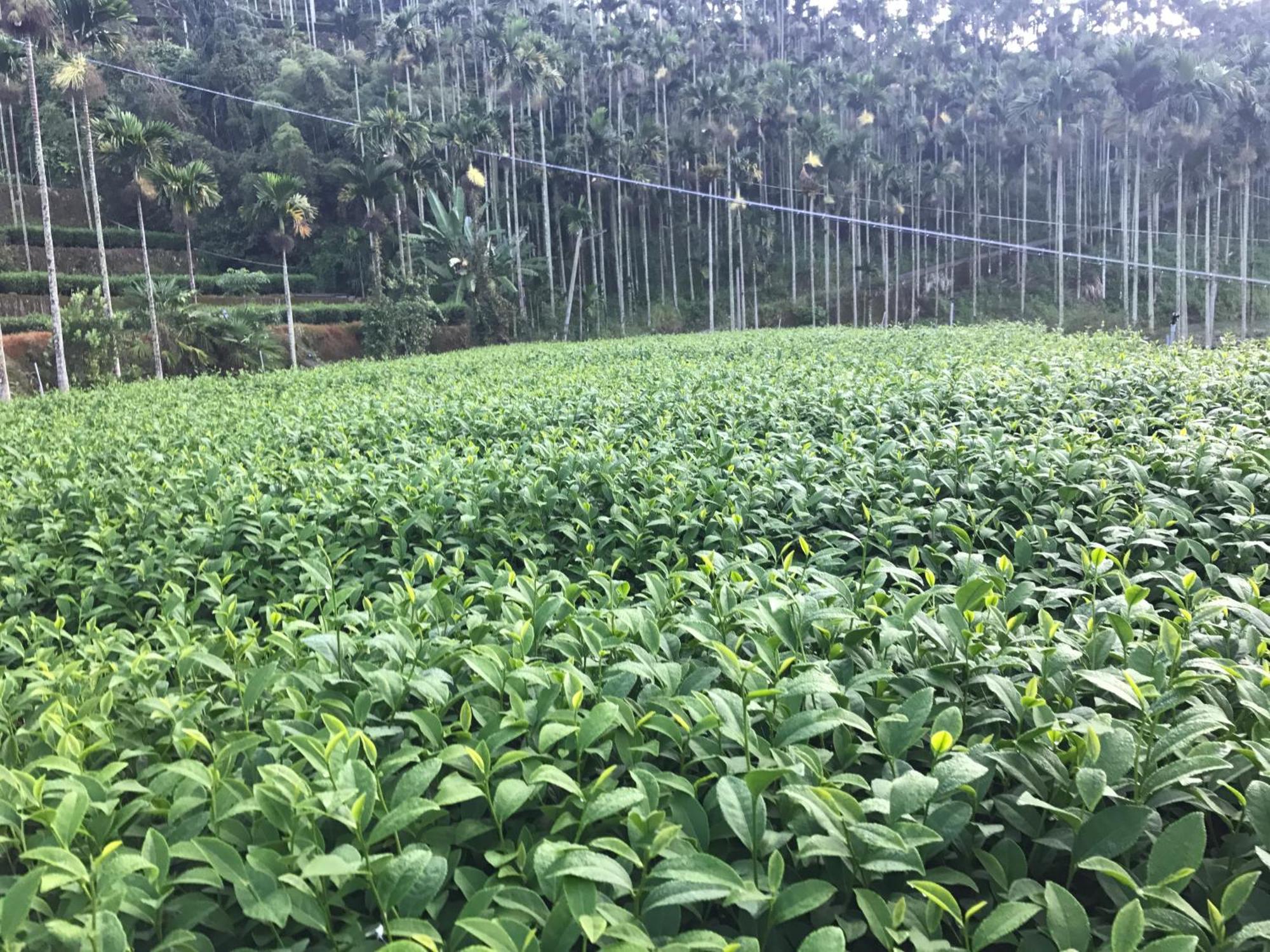 De Ren Tea Gardens Lägenhet Meishan Exteriör bild