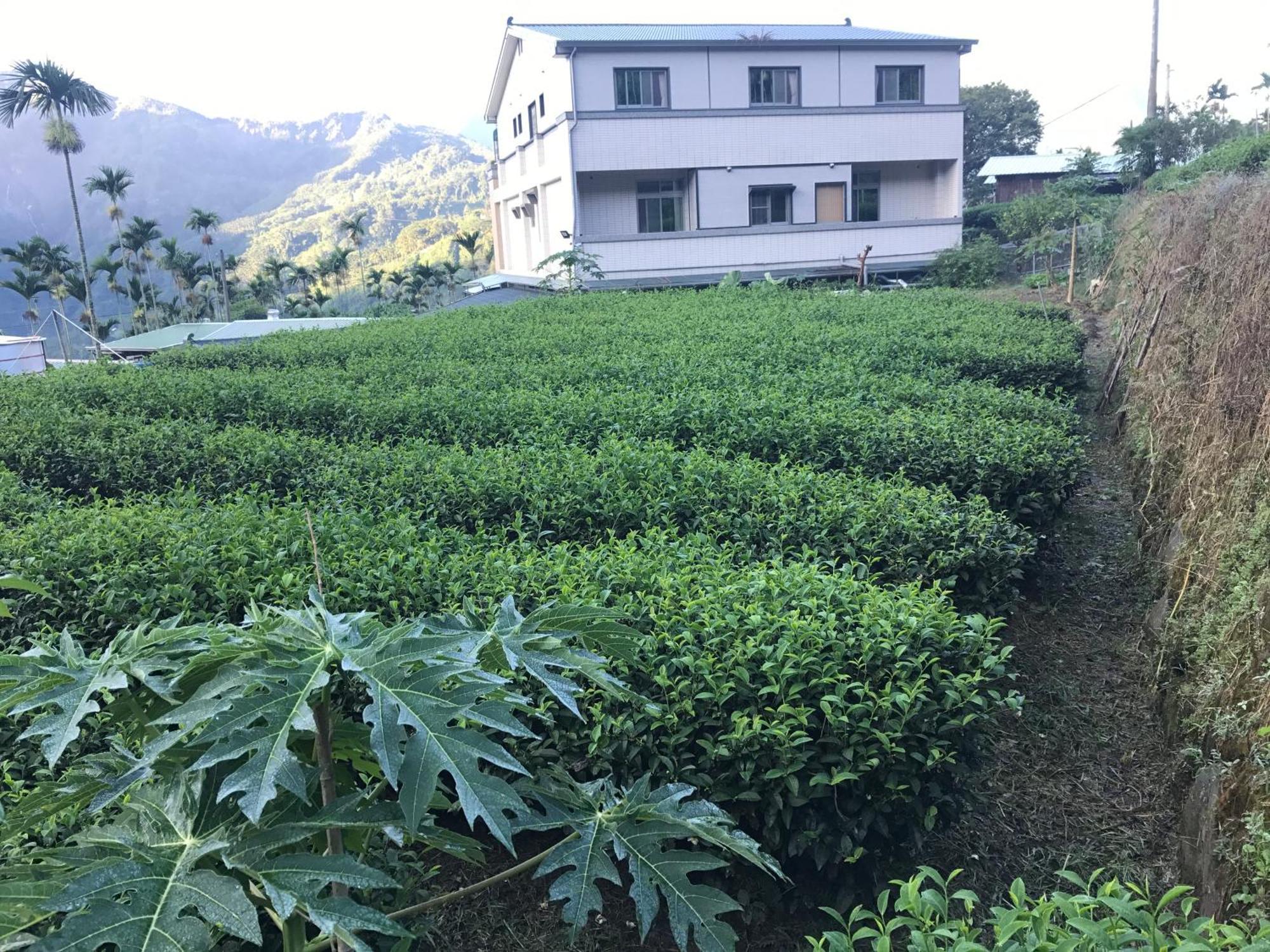 De Ren Tea Gardens Lägenhet Meishan Exteriör bild