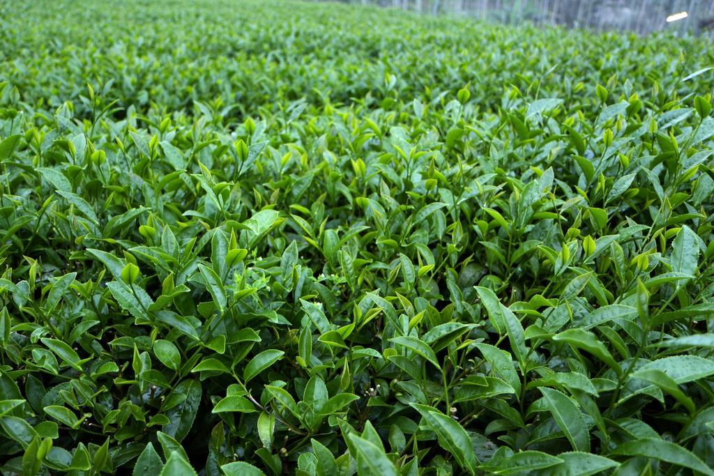 De Ren Tea Gardens Lägenhet Meishan Exteriör bild